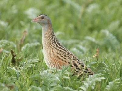 Corncrake