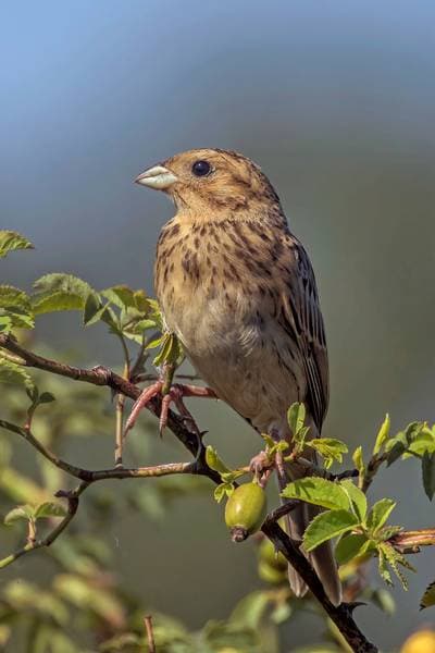 Corn Bunting