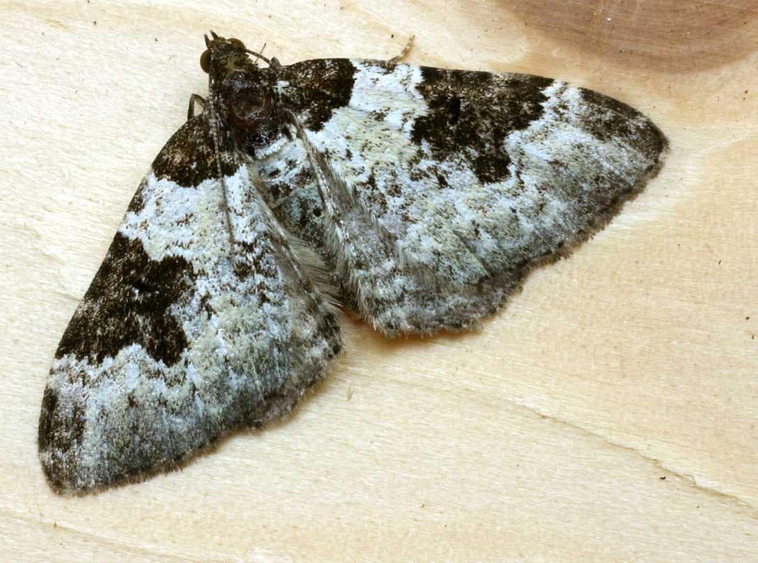 Garden Carpet — 1/3