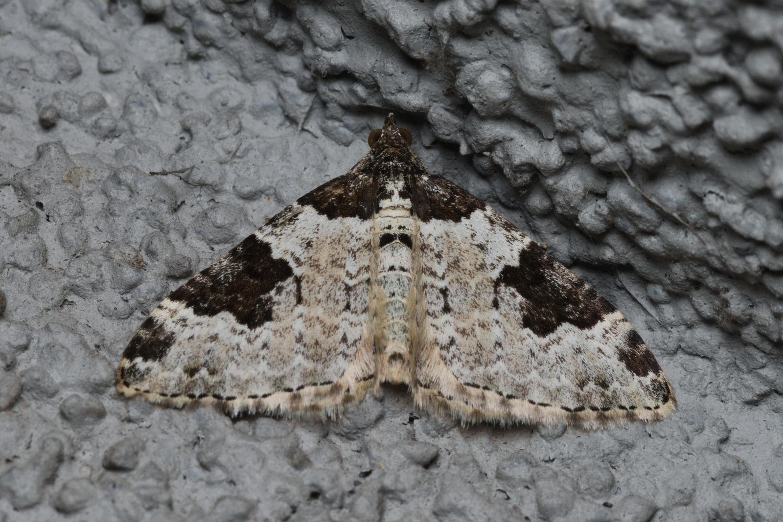 Garden Carpet — 2/3