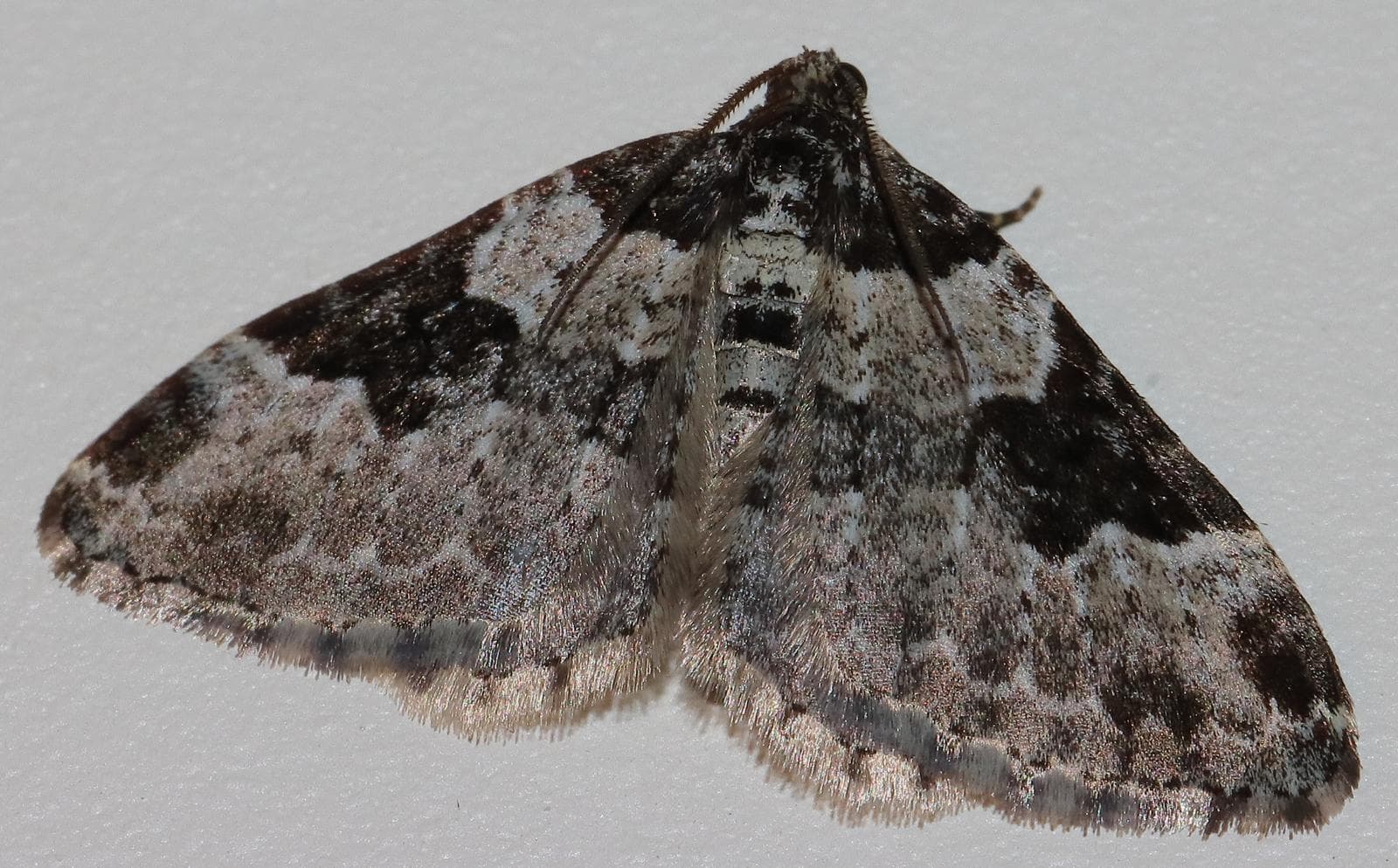 Garden Carpet — 3/3