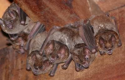 Common Short-tailed Bat