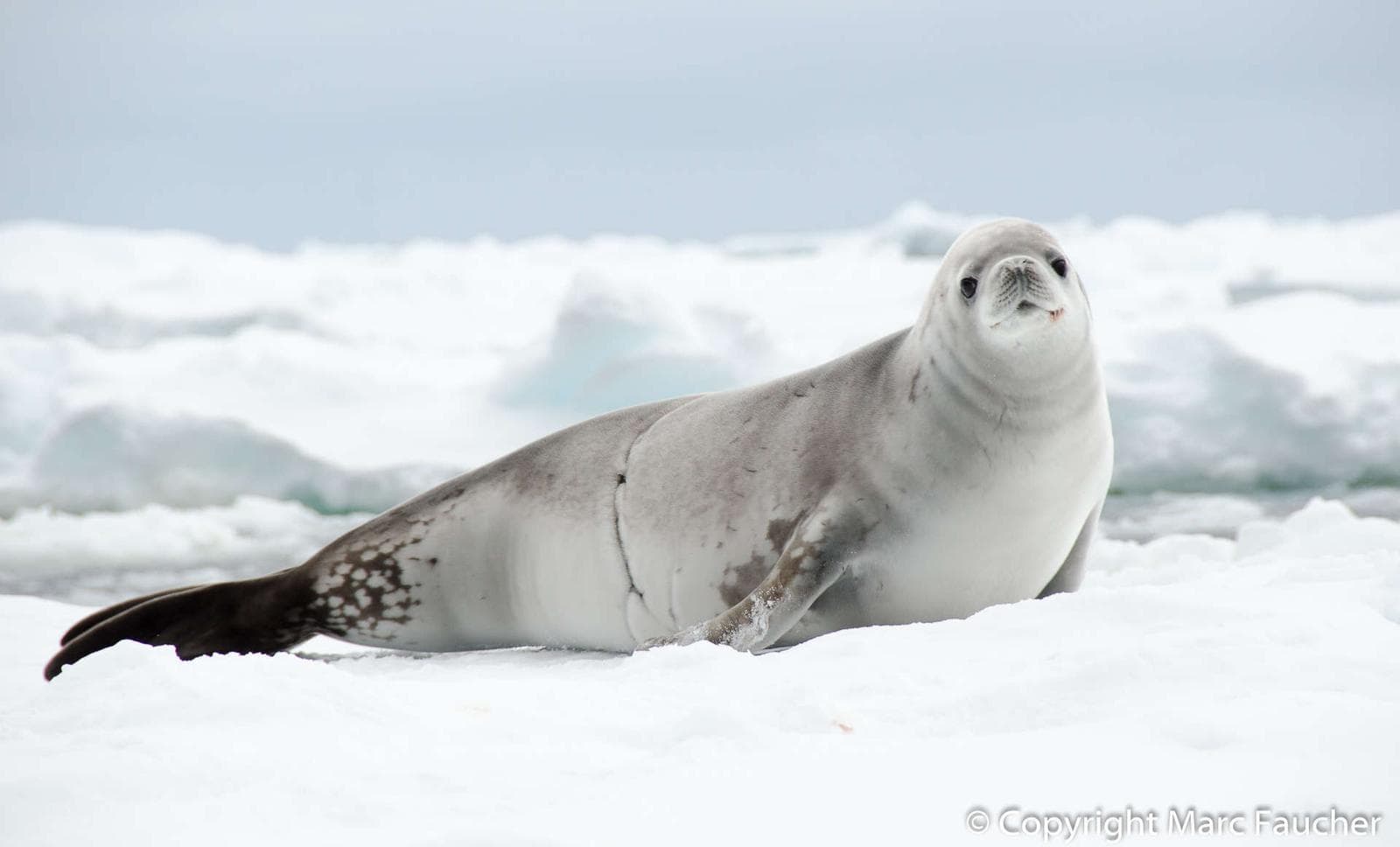 Crabeater Seal — 2/3