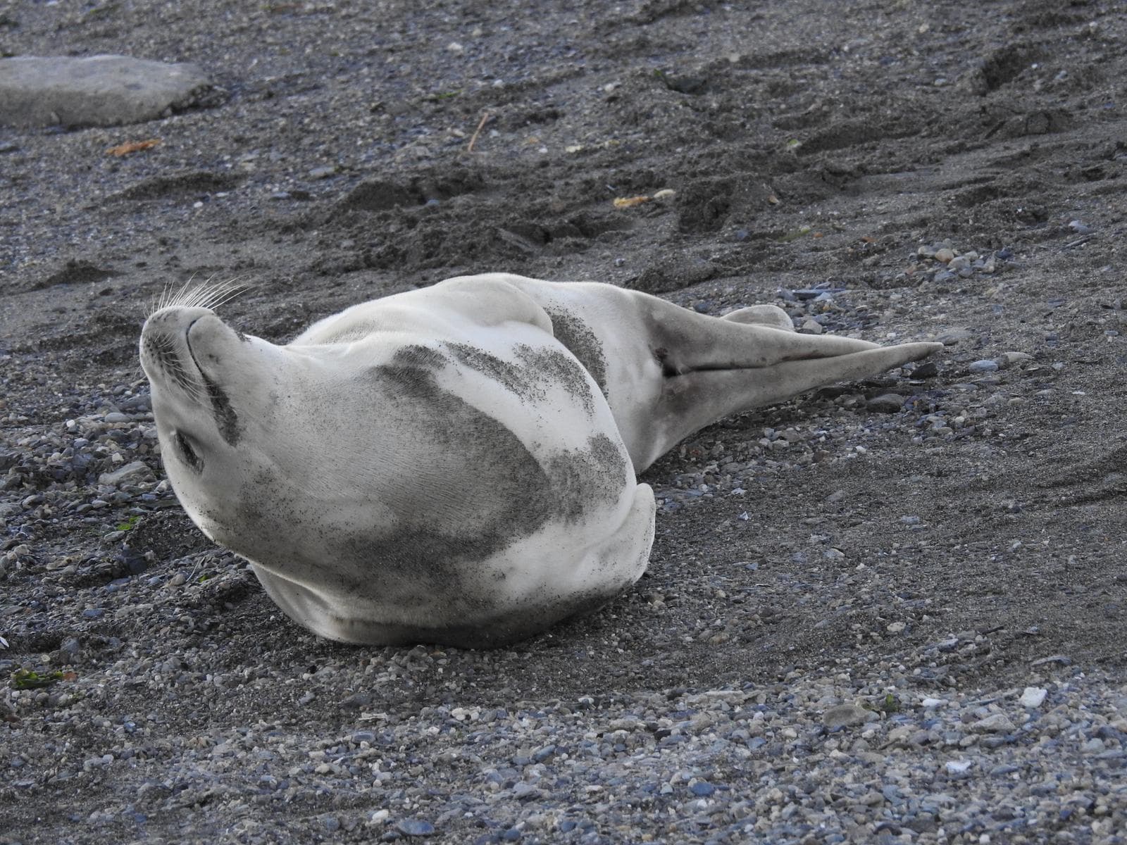 Crabeater Seal — 1/3