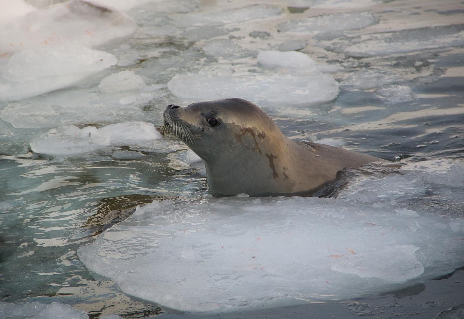 Crabeater Seal — 3/3