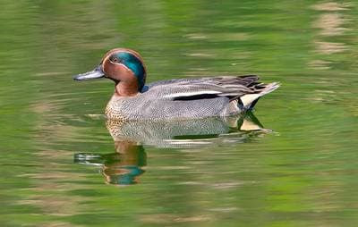 Common Teal