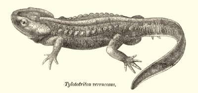 Crocodile Newt