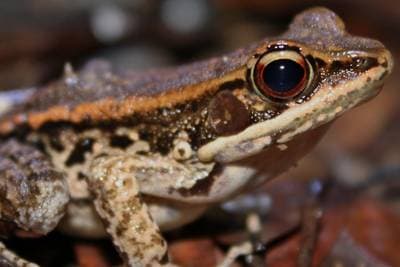 Kuatun Frog