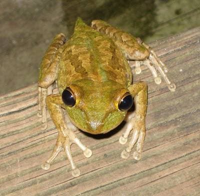 Cuban Treefrog