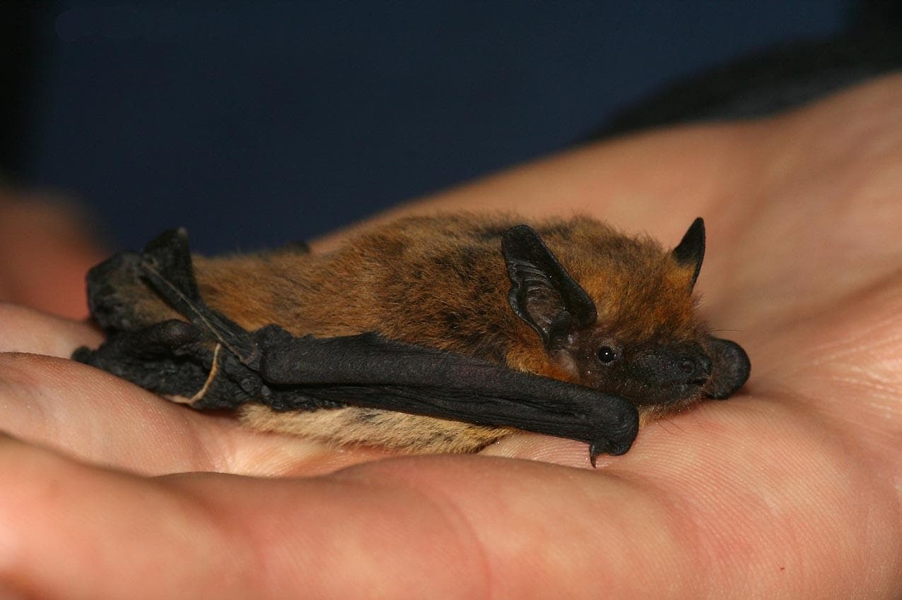 Kuhl's pipistrelle — 1/3