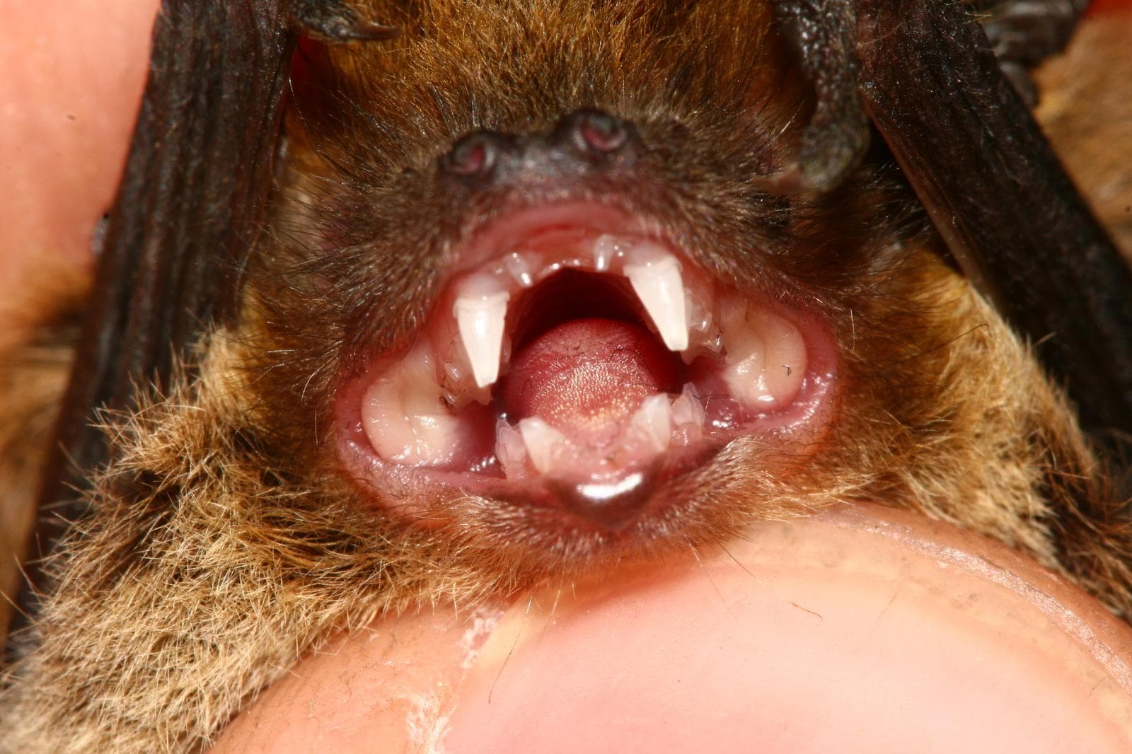 Kuhl's pipistrelle — 3/3