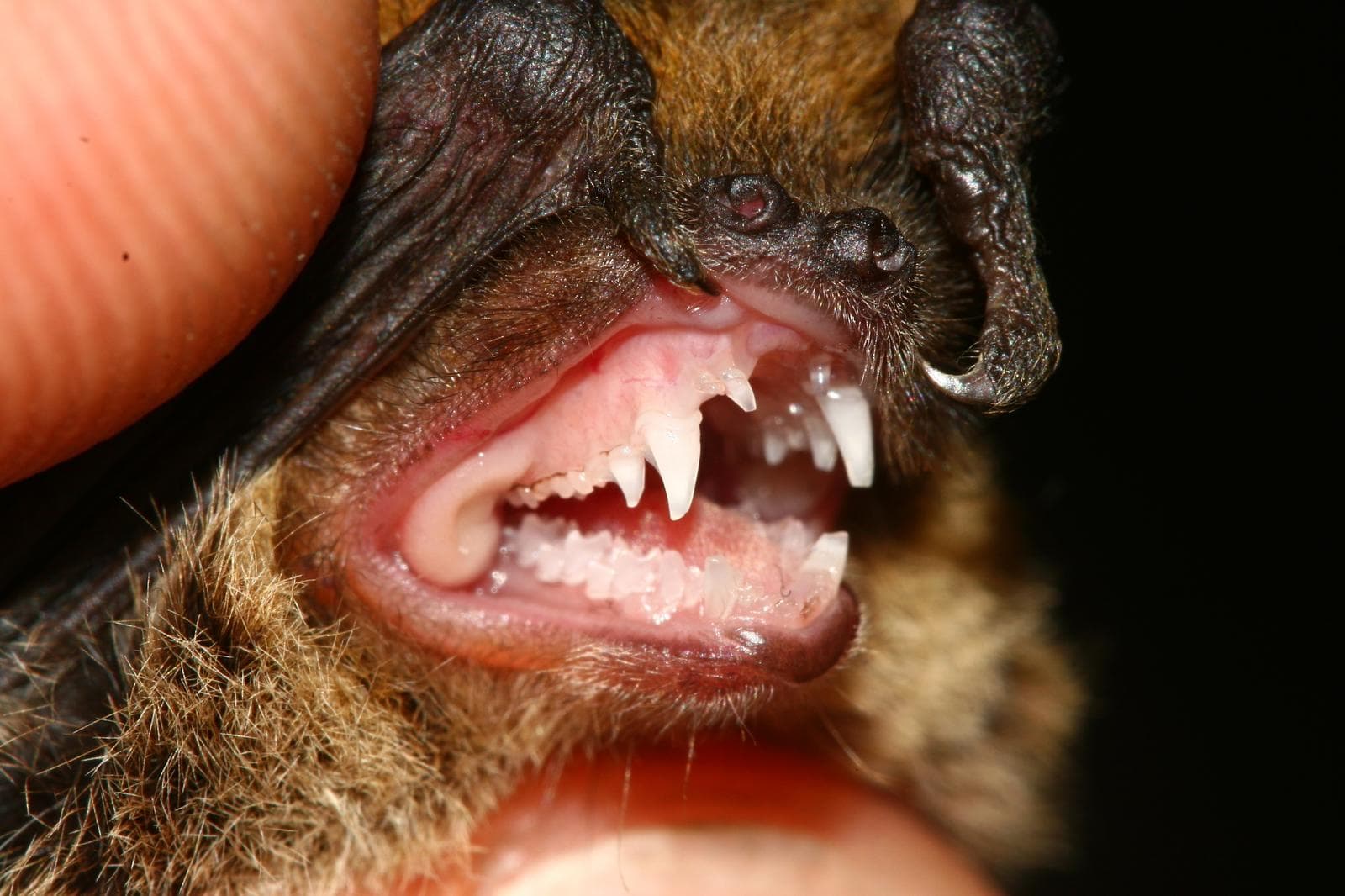 Kuhl's pipistrelle — 2/3