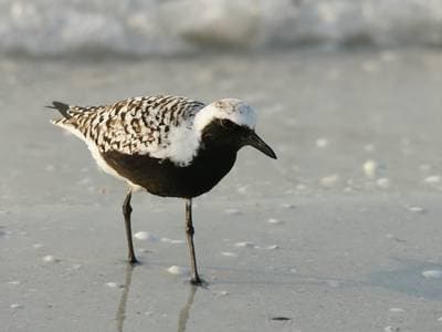 Grey Plover