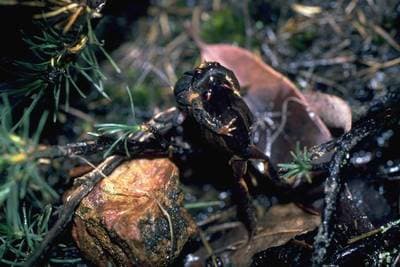 Quacking Frog