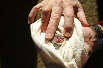 Agile Antechinus