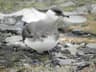 Arctic Skua