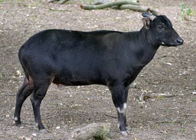 Lowland Anoa