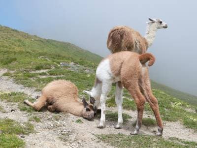 Llama