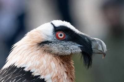 Bearded Vulture