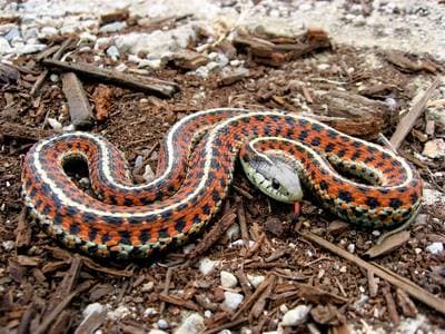 Terrestrial Garter Snake