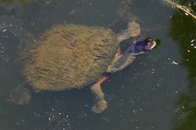 Common Snake-necked Turtle
