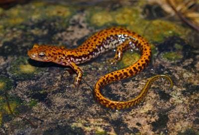 Longtail Salamander