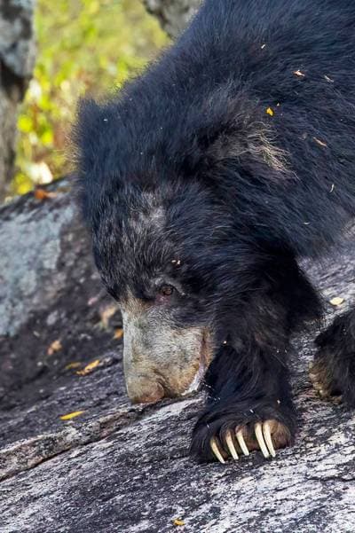 Sloth Bear