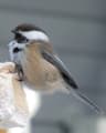 Siberian Tit
