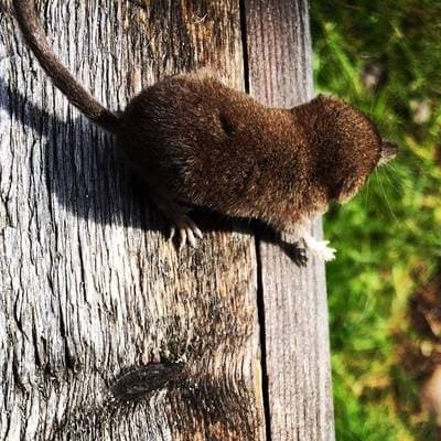 Laxmann's Shrew