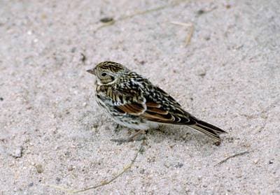 Lapland Bunting