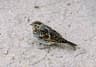 Lapland Bunting