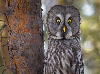 Great Grey Owl