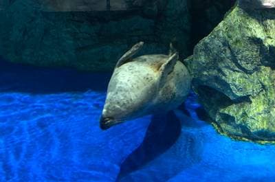 Larga Seal