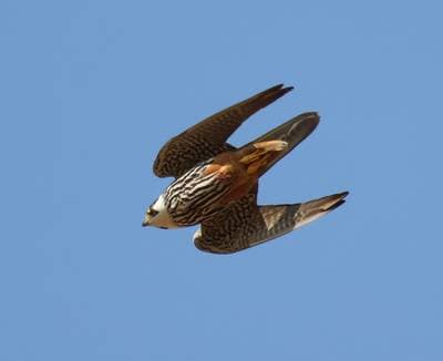 Eurasian Hobby