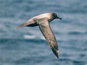 Light-Mantled Albatross