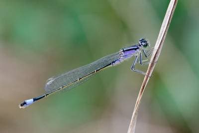 Common Bluetail