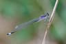 Common Bluetail