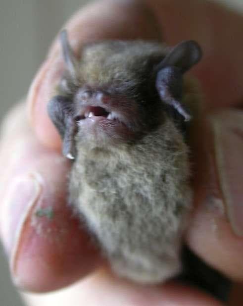 Little Bat — 2/3
