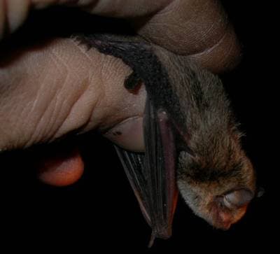 Little Bat