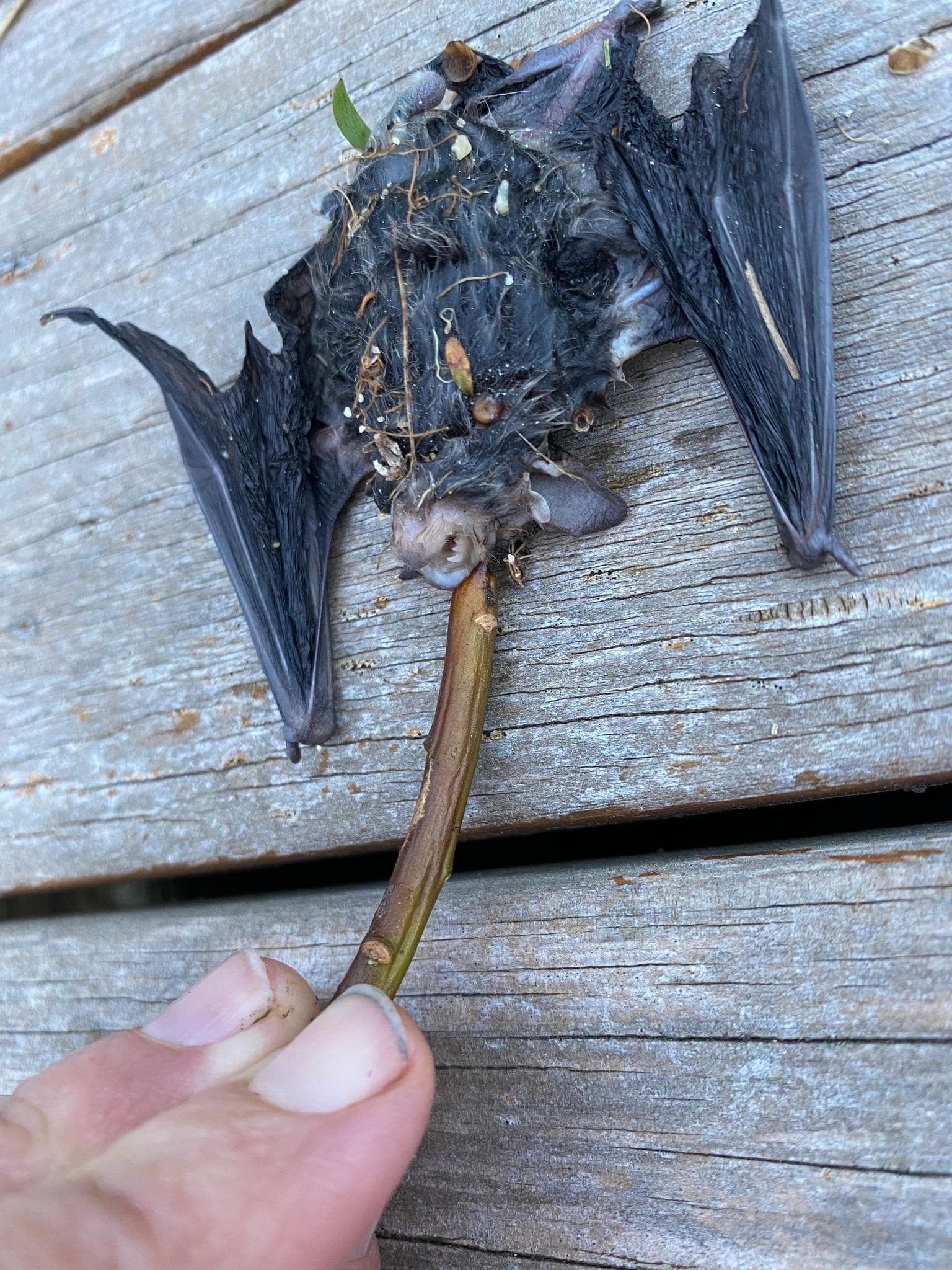 Little Bat — 3/3
