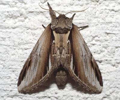 Lesser Swallow Prominent