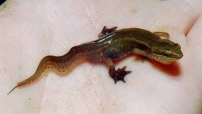 Palmate Newt