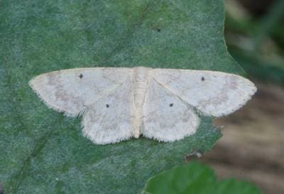 Small Fan-footed Wave