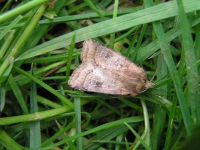 Small Square-Spot