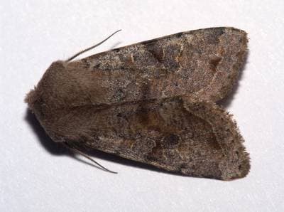 Clouded Drab