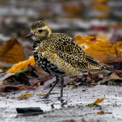Eurasian Golden Plover