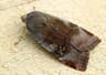 Lesser Broad-bordered Yellow Underwing