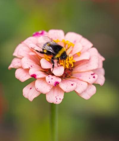 White-tailed Bumblebee