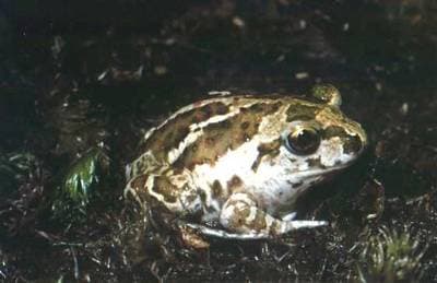 Common Spadefoot