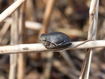 European Tree Frog